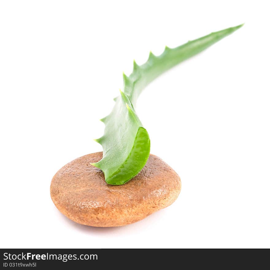 Aloe vera - curative plant on white background