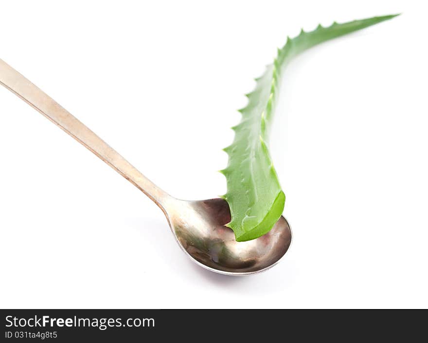 Aloe vera - curative plant on white background