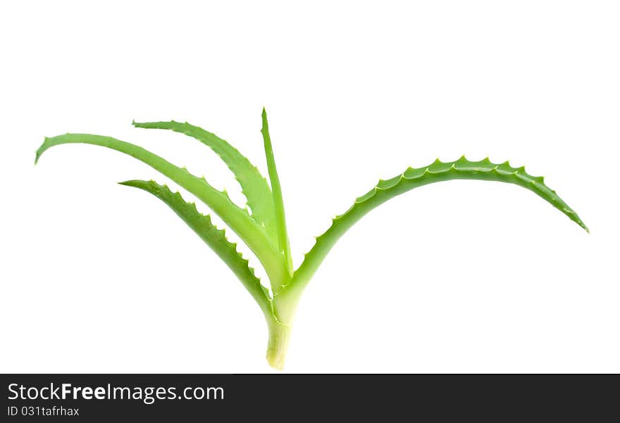 Aloe vera - curative plant on white background