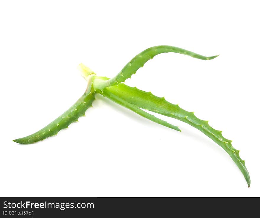 Aloe vera - curative plant on white background