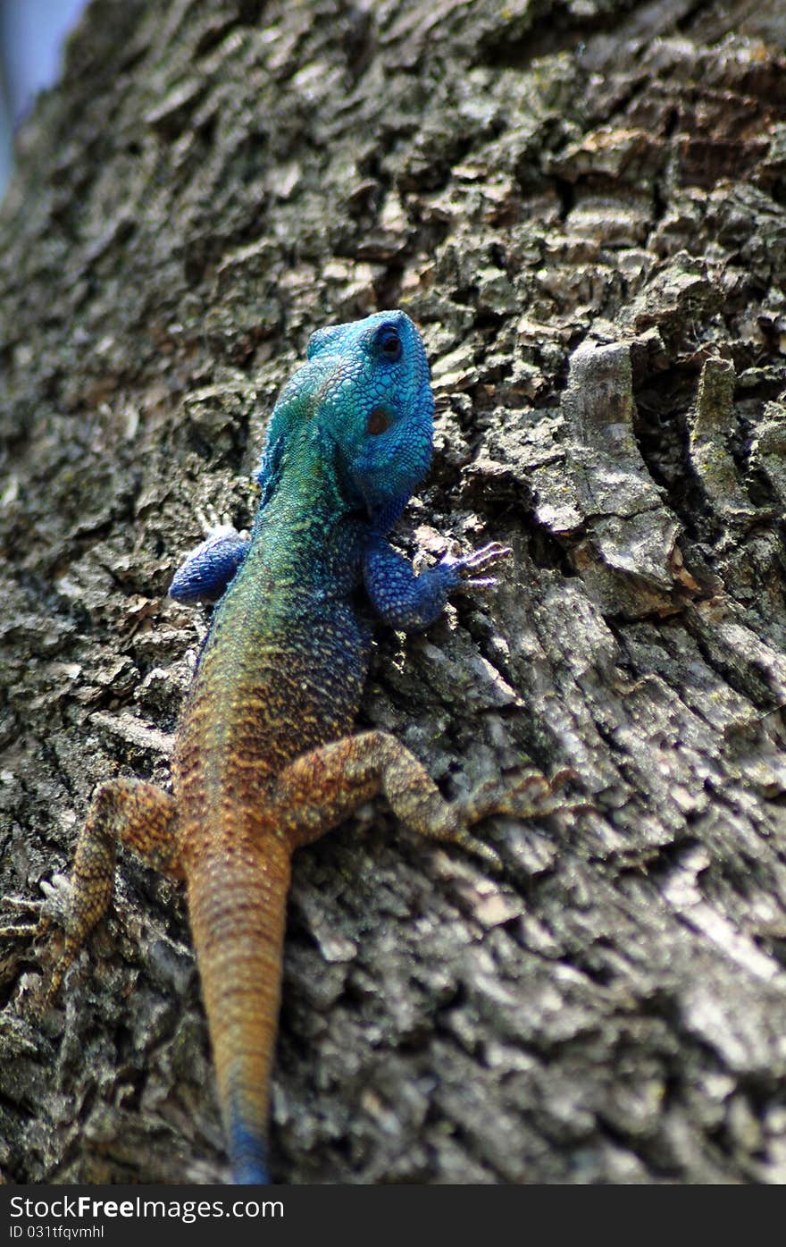 Blue headed lizard climbing tree