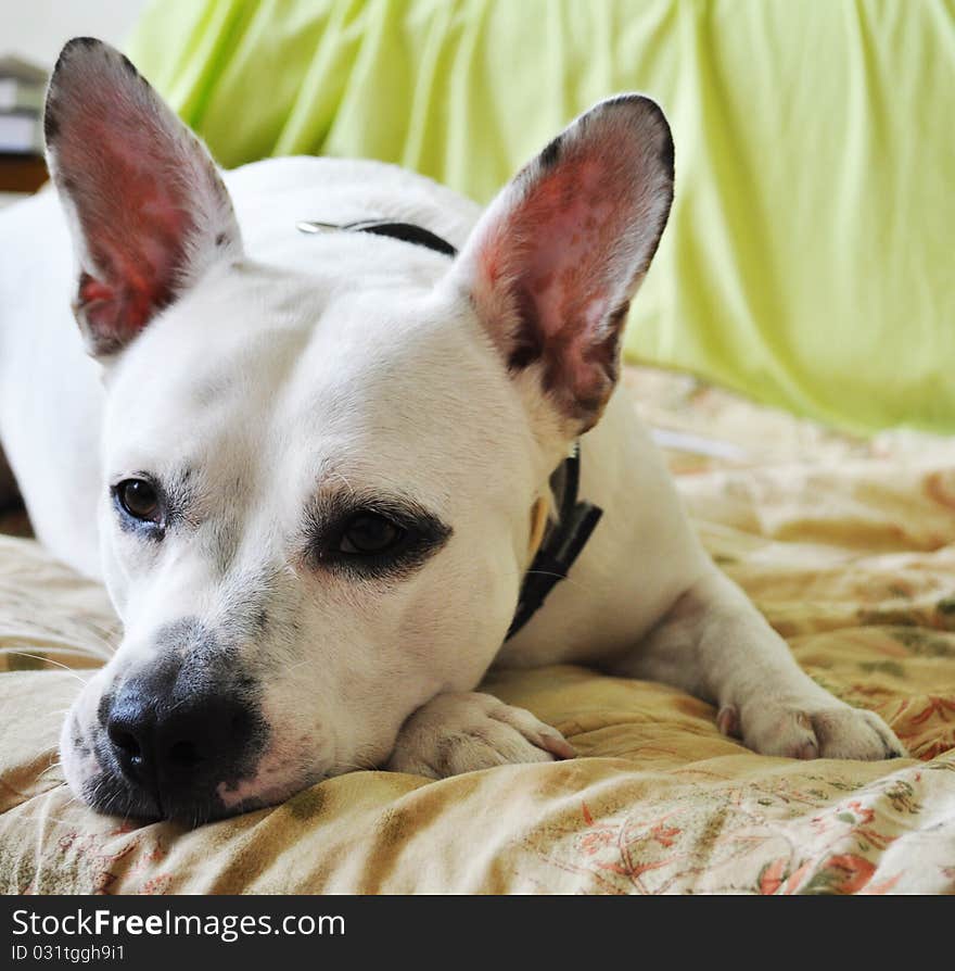 Beautiful White Dog