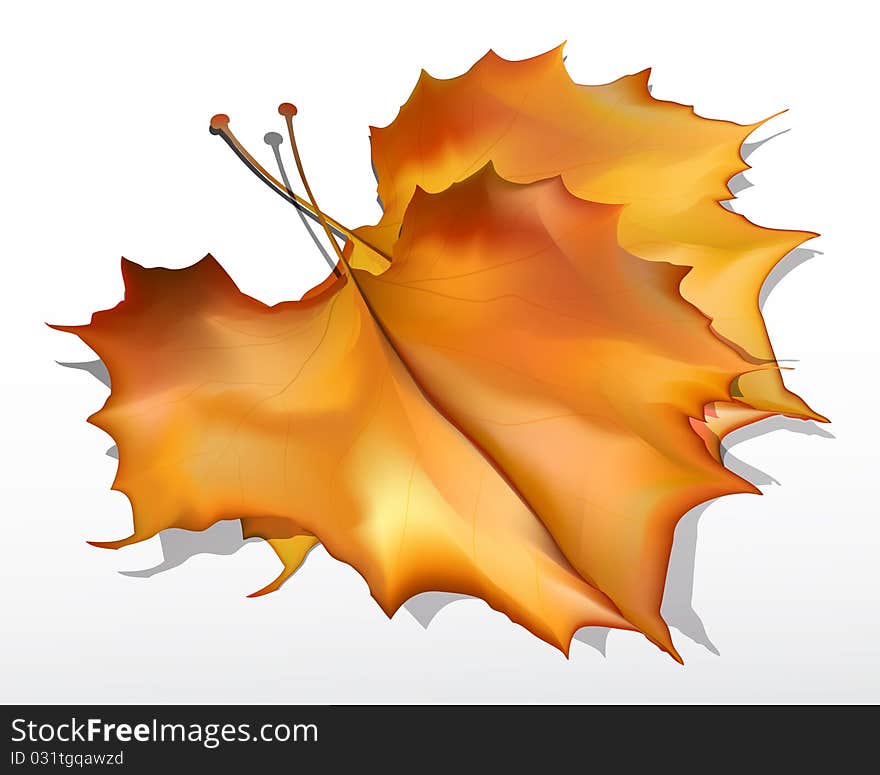 Detailed  Autumn Maple Leaves