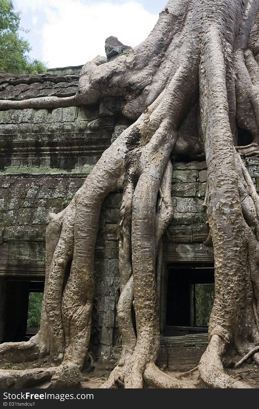 Tree root hangs over temple wall