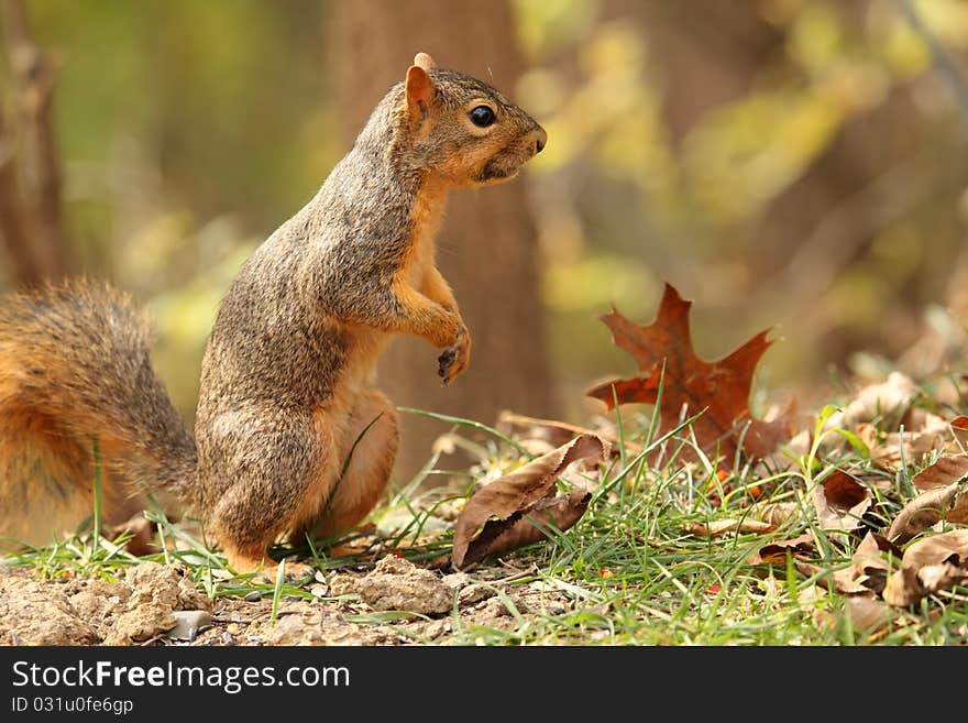 Fox Squirrel, Sciurus Niger