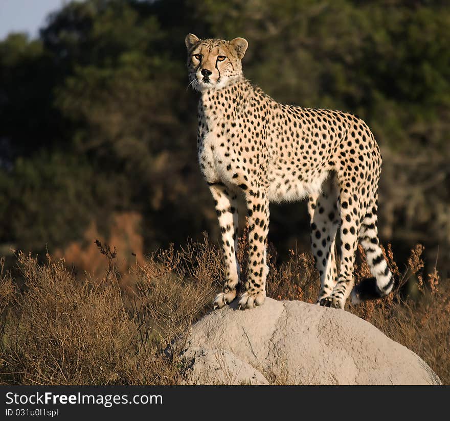 Cheetah standing on termite mound. Cheetah standing on termite mound.