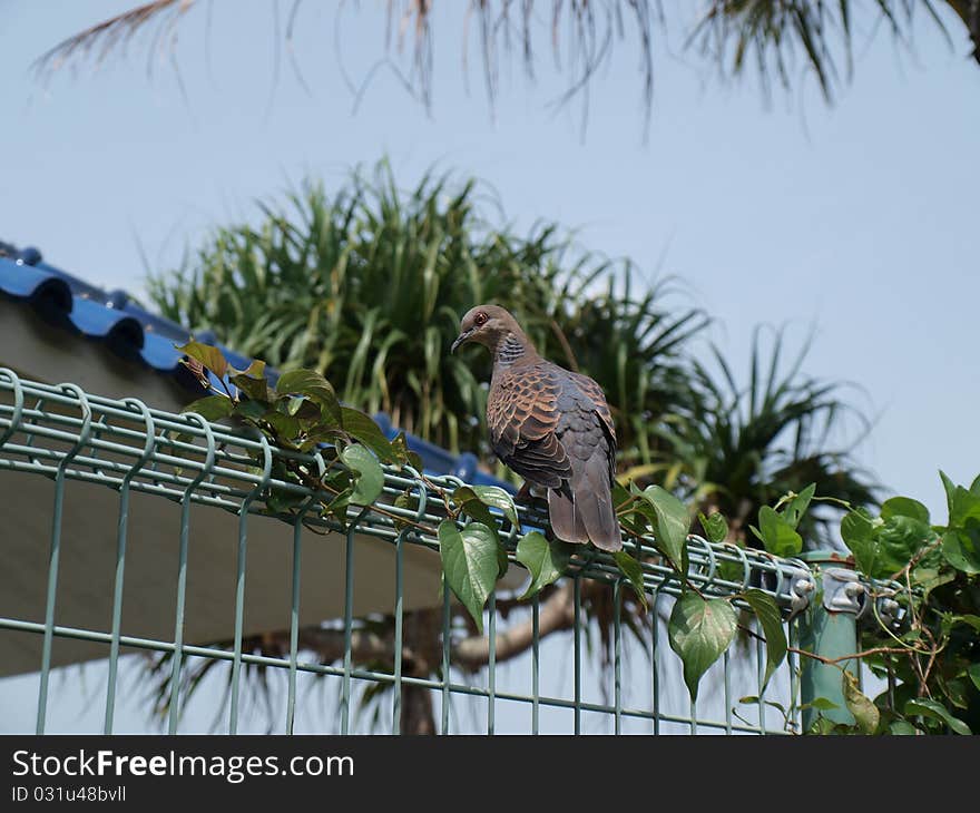 Pigeon Sits On A Fence.