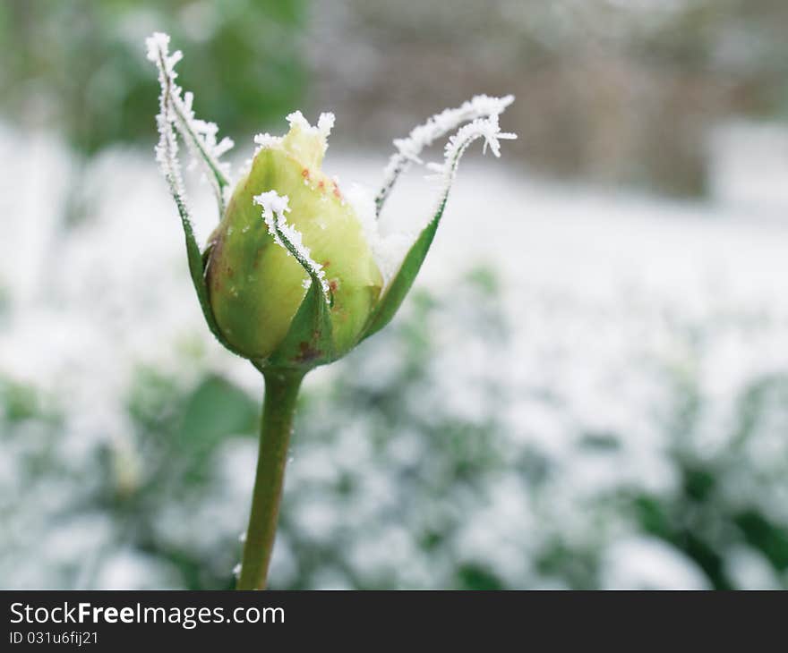 Frozen  white rose in garden. Frozen  white rose in garden