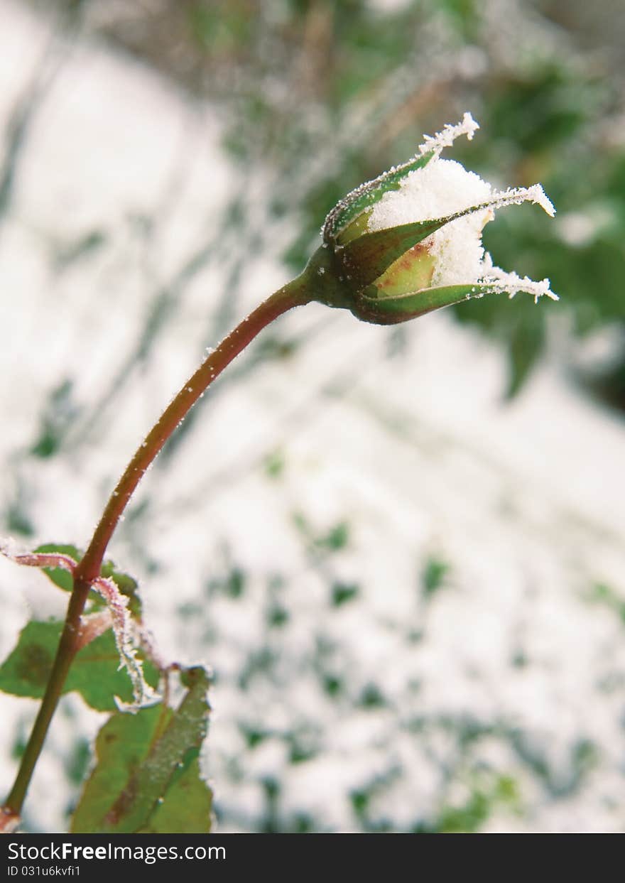 Frozen  white rose in garden. Frozen  white rose in garden