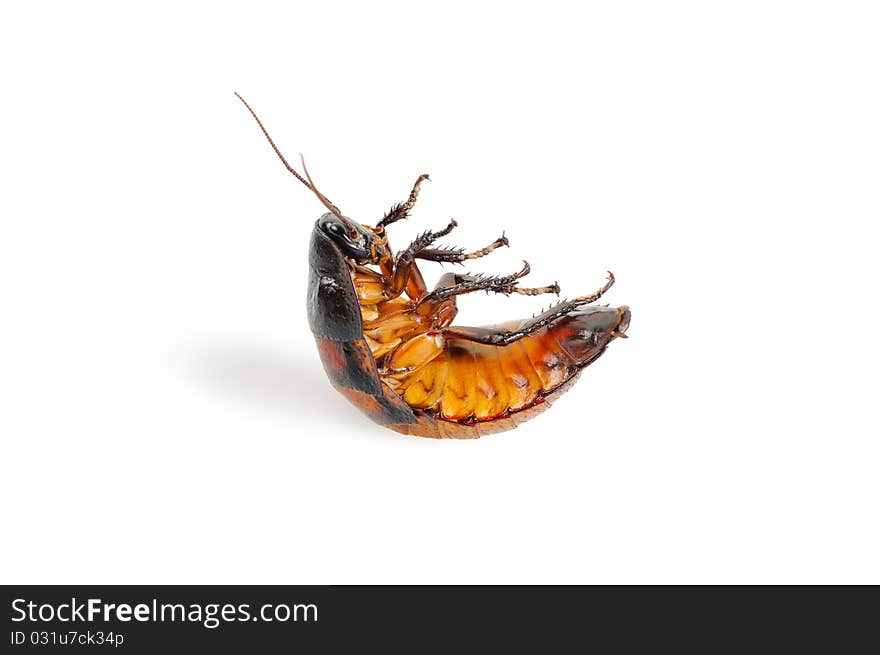 Madagascar cockroach, lying on his back. Isolated on white.