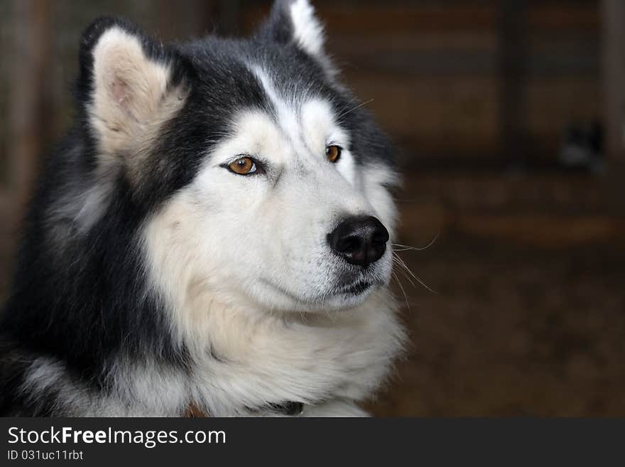 Siberian Husky Portrait