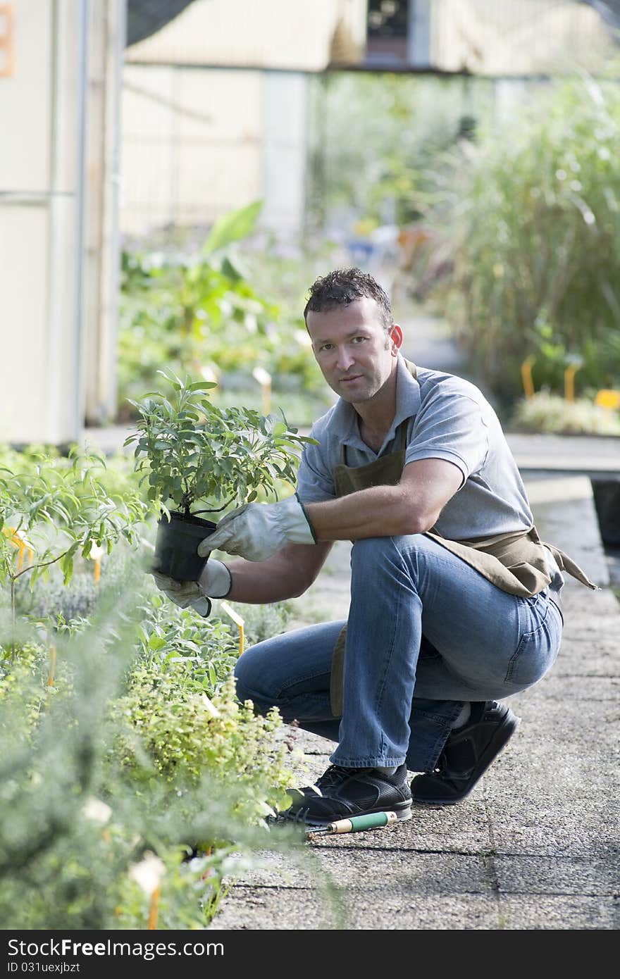 Gardener in a green house. Gardener in a green house