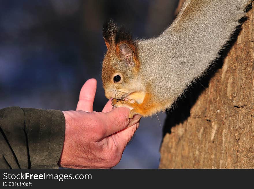 Red squirrel.