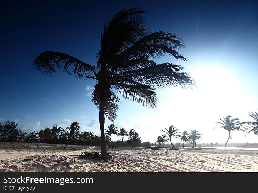 Desert palm under blue sunny sky