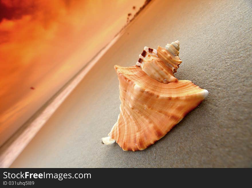 Shell on sand under sunset sky