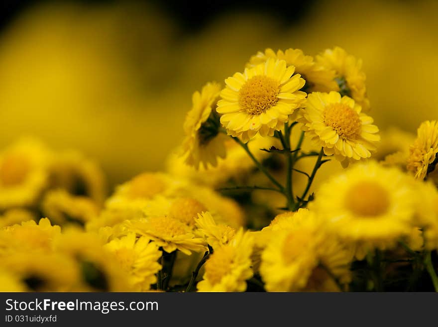 Detail of beautiful chrysanthemum for background or others purpose use. Detail of beautiful chrysanthemum for background or others purpose use