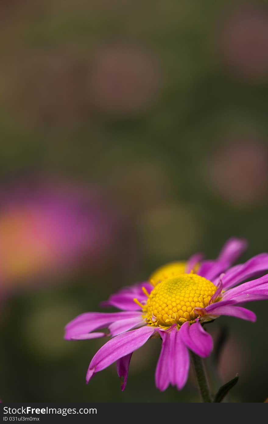 Colsed Up Pink Chrysanthemum With Nice Color