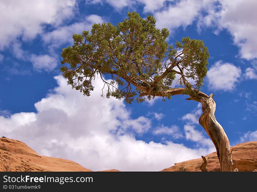 Single tree against cloudy blue sky, Corona Arch Trail, Moab, just outside Arches National Park