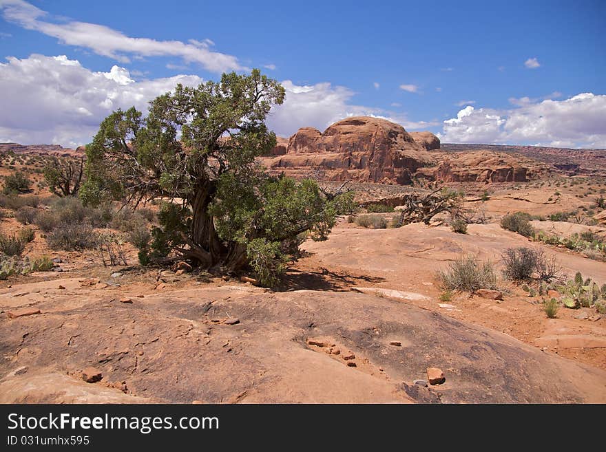 Weathered tree, Corona Arch Trail, Moab, just outside Arches National Park