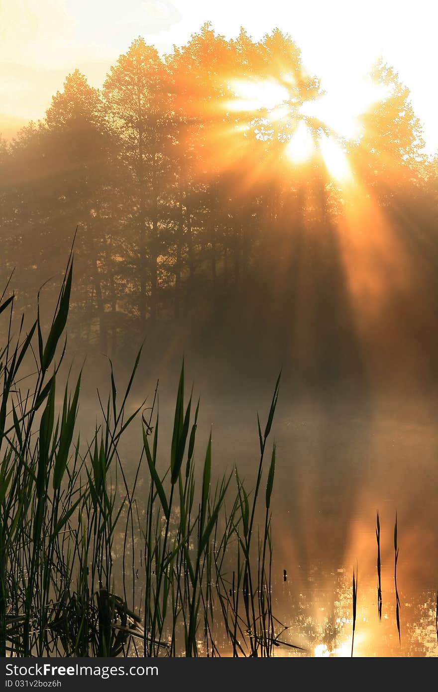 The first rays of the rising sun pass through the fog and reflected in a forest lake. The first rays of the rising sun pass through the fog and reflected in a forest lake