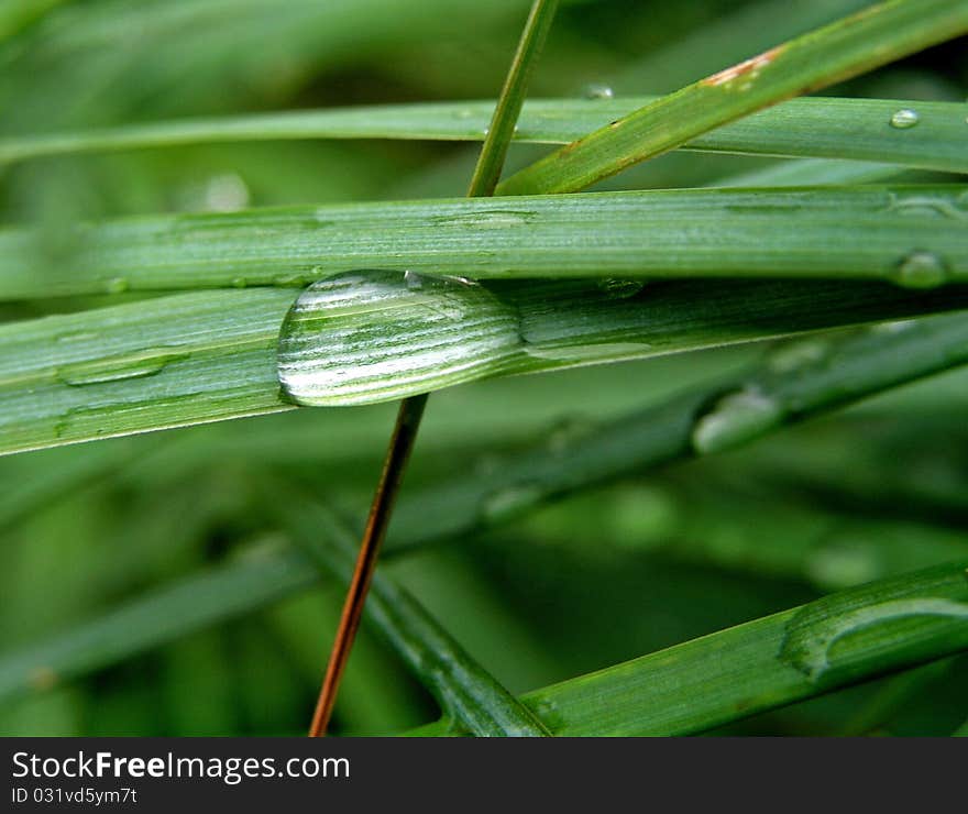 Water drops on green leaf. Water drops on green leaf.