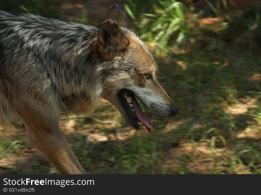 Canus lupus baileyi Mexican Grey Wolf