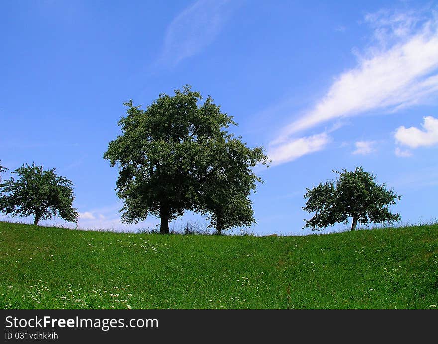 Landscape with three trees, meadows and pretty skies.