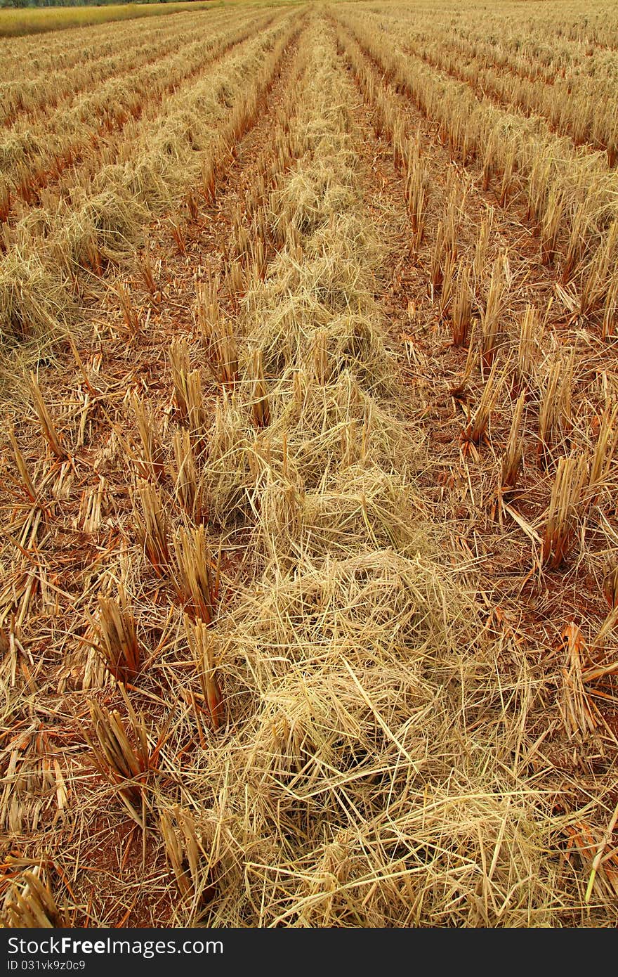 Straw rice field after harvest