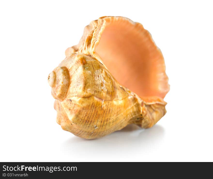 Colorful sea shell isolated on a white background