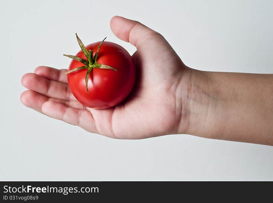 Photo of a childs palm holding a Tomato. Photo of a childs palm holding a Tomato