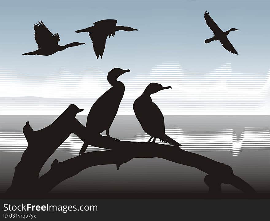 Illustration silhouettes Cormorants in nature. Illustration silhouettes Cormorants in nature