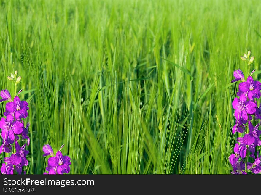 Young green wheat and violet flowers