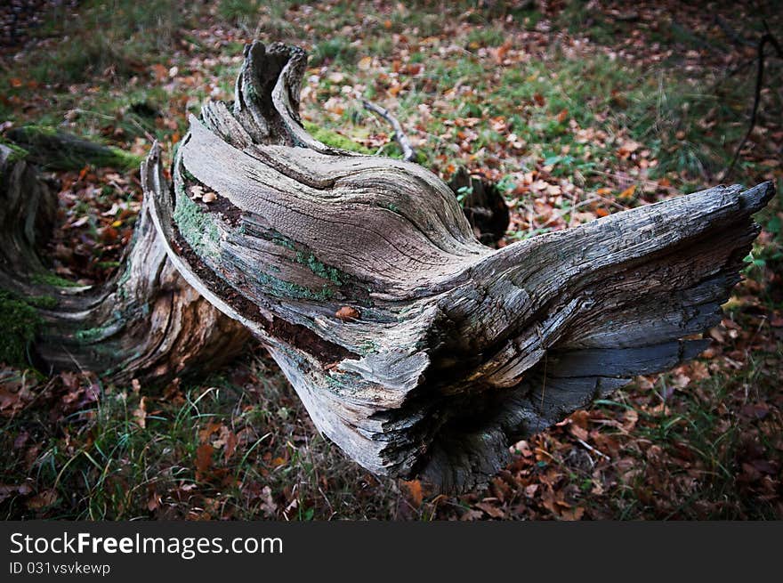 Rotten log width moss and fungus