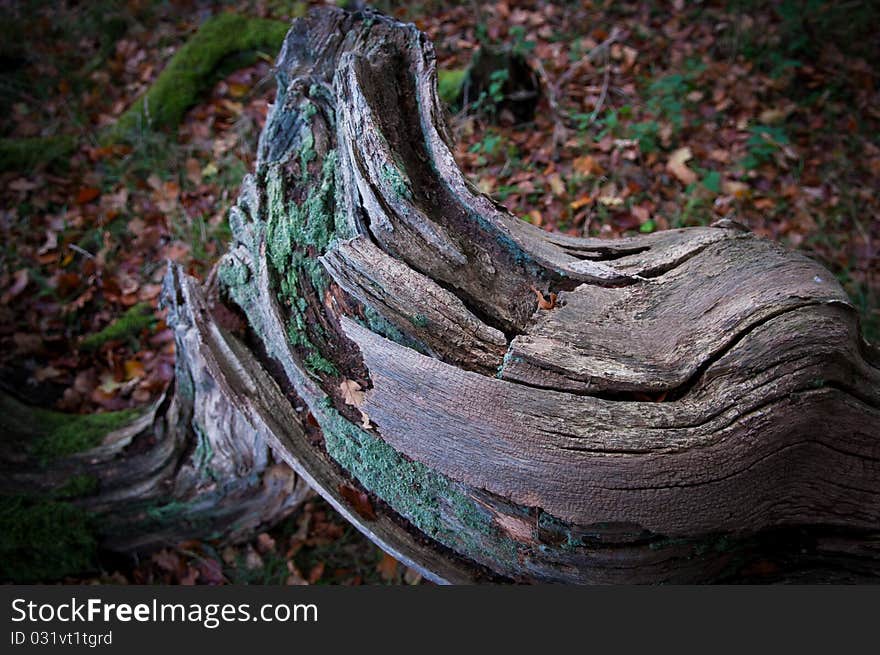 Rotten log width moss and fungus