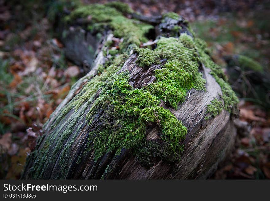 Rotten log width moss and fungus