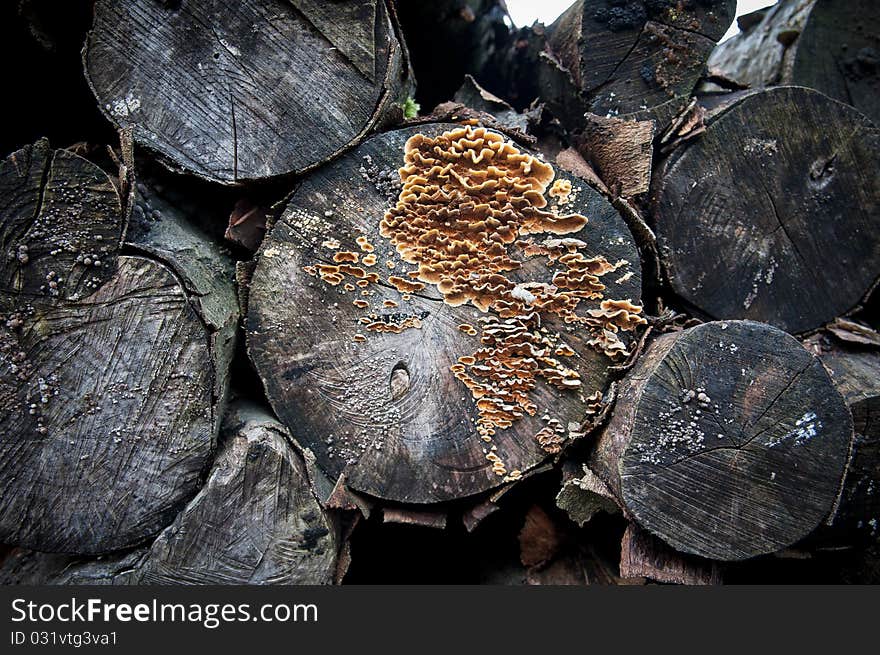 Rotten cut logs width fungus