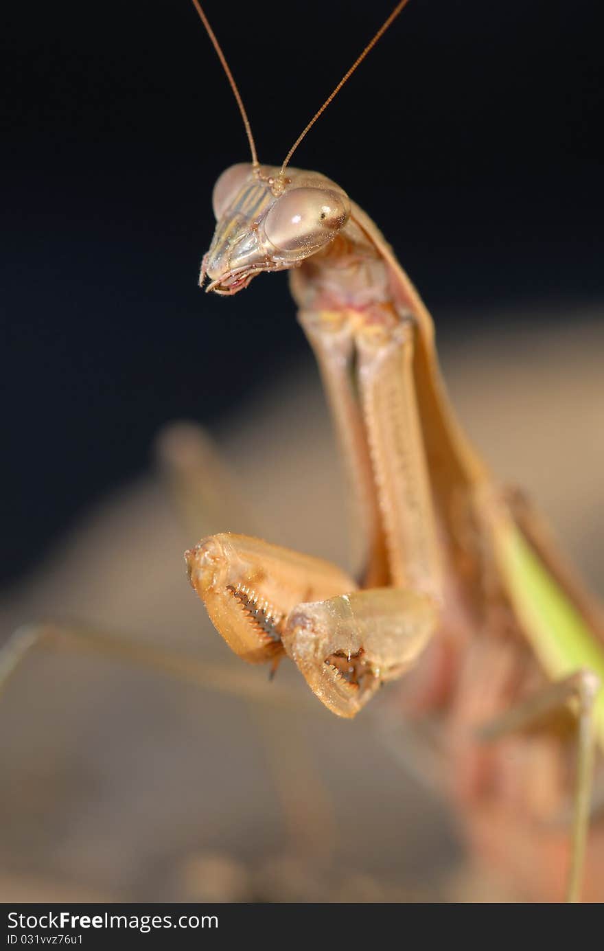 A large praying mantis ready to pounce on passing prey. A large praying mantis ready to pounce on passing prey.