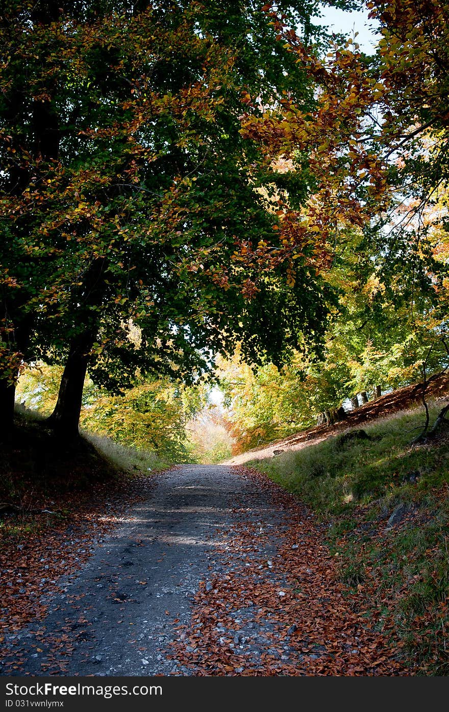 Small road in the forrest. Small road in the forrest