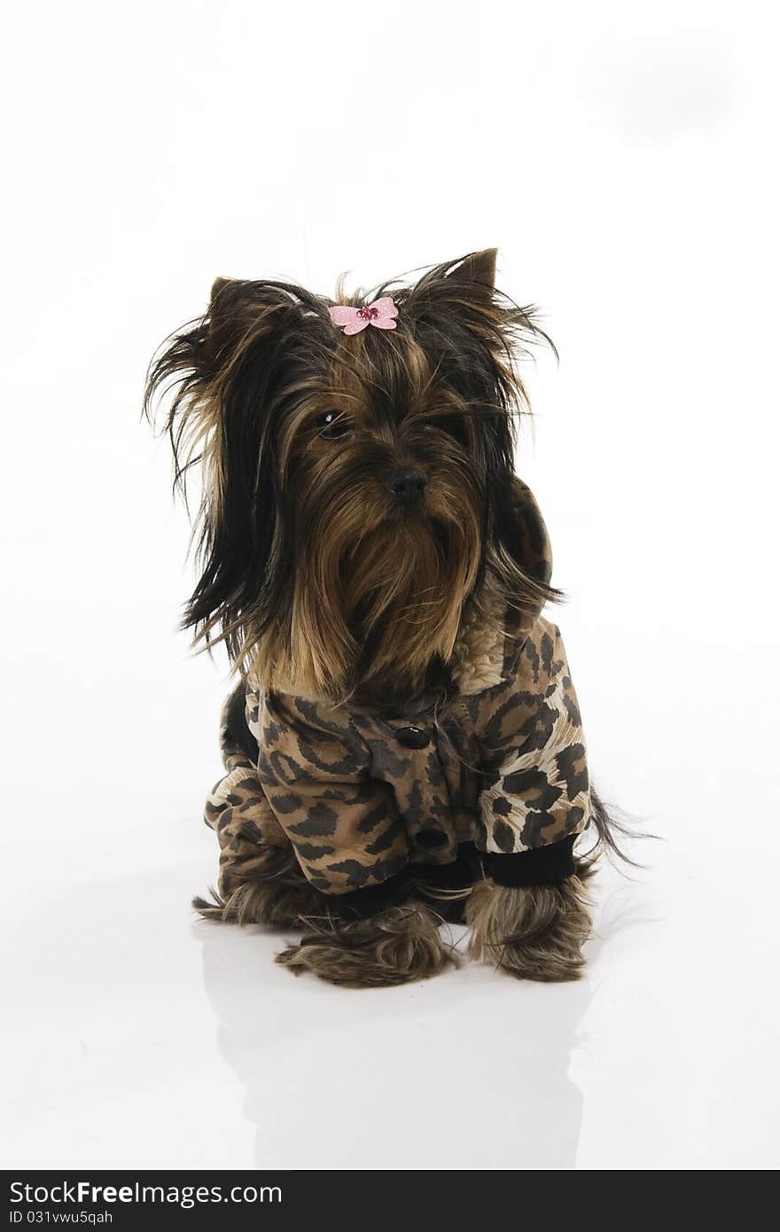 Yorkshire Terrier