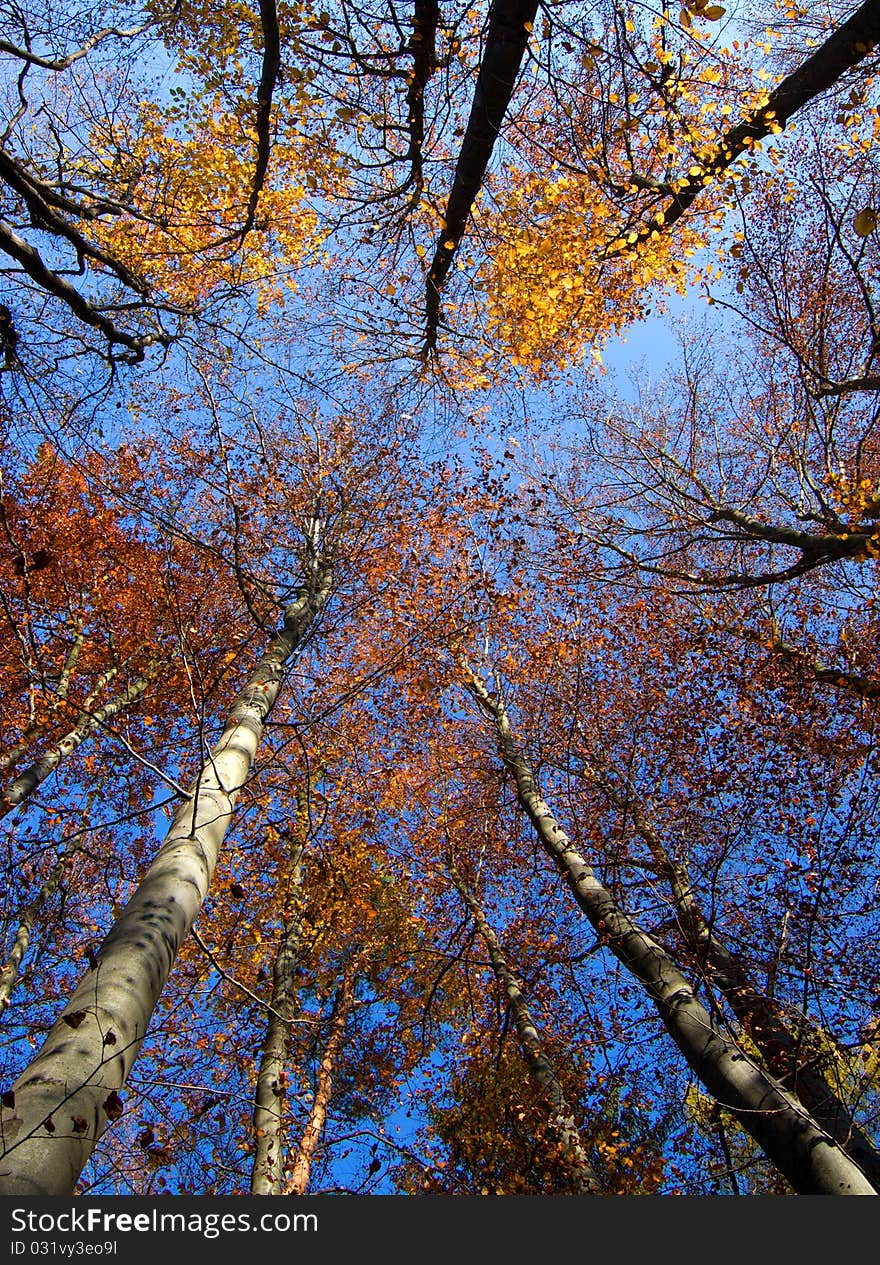 Fall Treetops on sunny autumn day