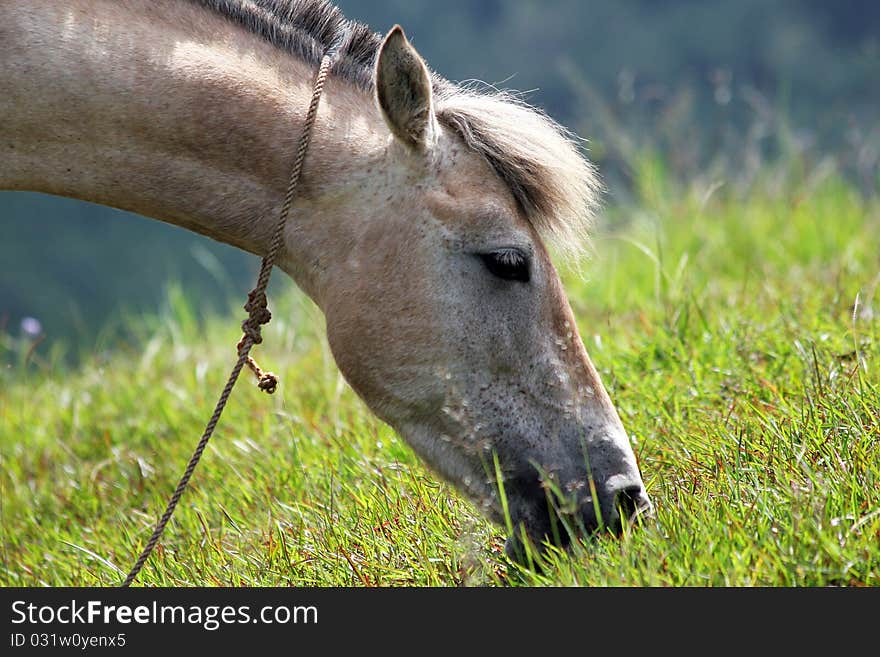 Head of the grey horse on pasture. Head of the grey horse on pasture