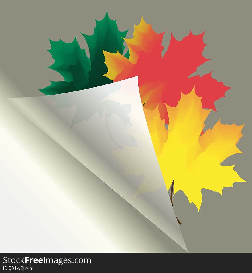 Autumn maple leaves wrapped in a translucent paper. Autumn maple leaves wrapped in a translucent paper