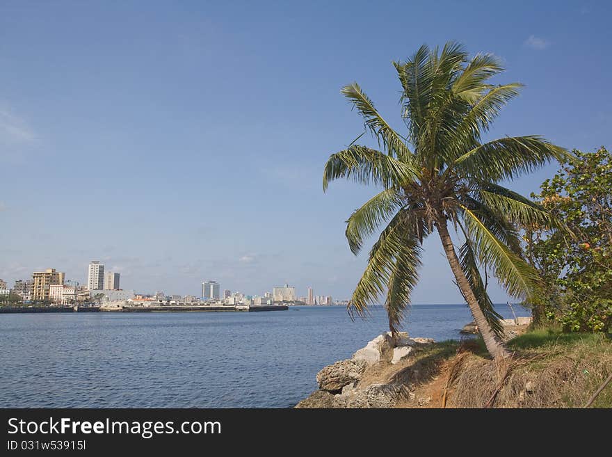 Coconot tree in Havana City bay entrance