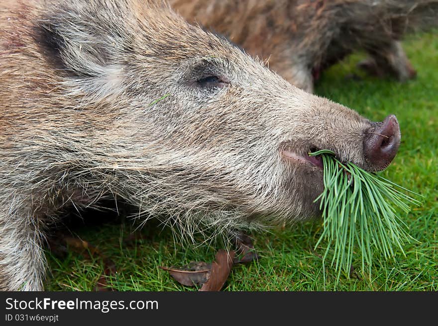 Hunted wild boars on the ground, horizontal shot.