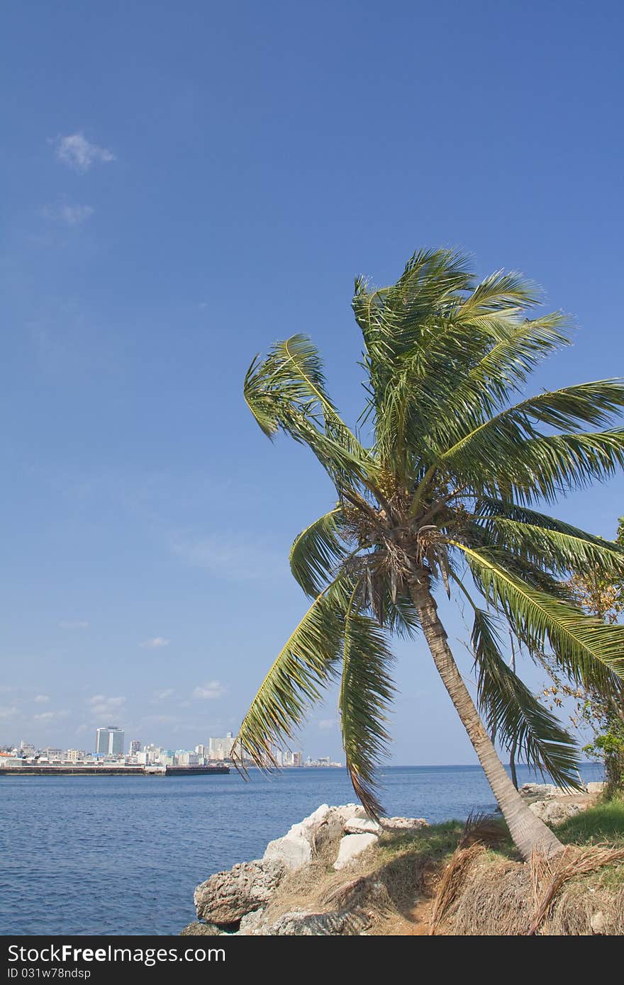 Coconot Tree In Havana City Bay Entrance (vert)