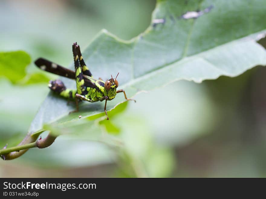 Photos grasshopper green leaves,grasshopper