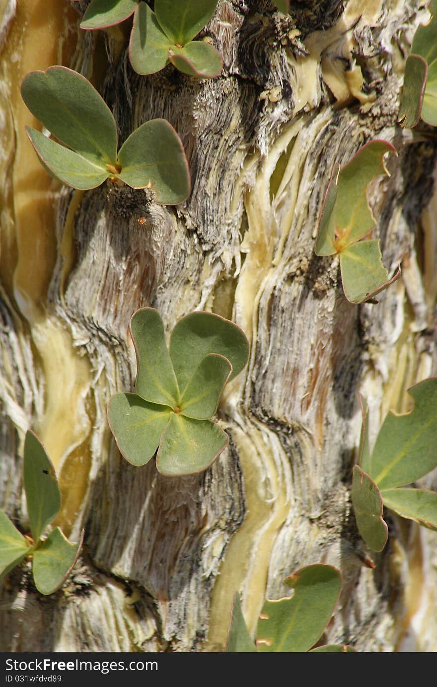 The leaves and stem of the ocatillo cactus. The leaves and stem of the ocatillo cactus