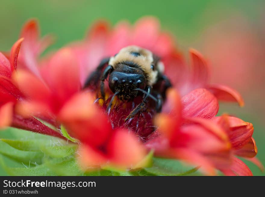 Bumblebee collecting pollen from a red flower