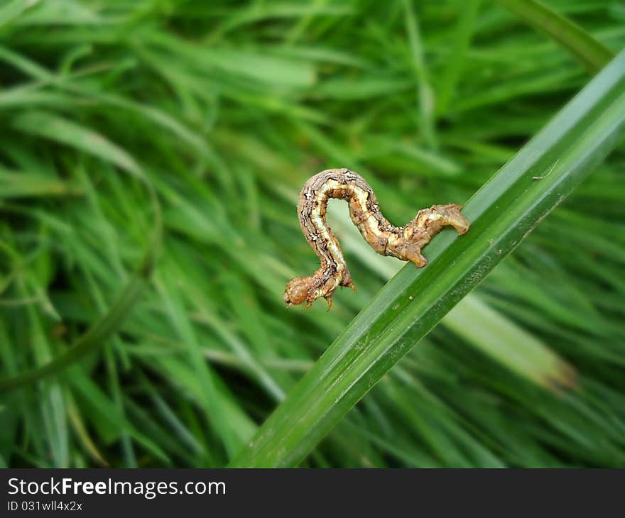 Caterpillar