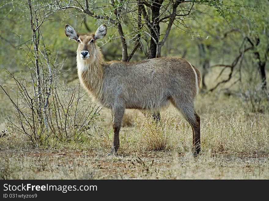 Waterbuck Female